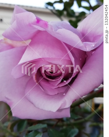 ブルームーン 132042454