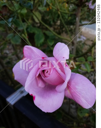 ブルームーン 132042486