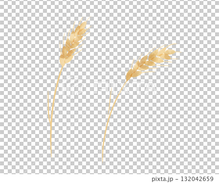 Illustration of wheat ears in watercolor style 132042659