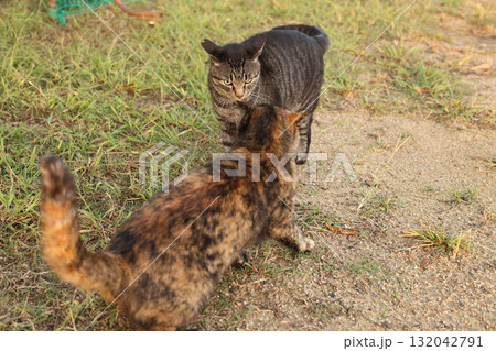 広場で遊ぶとら猫 132042791
