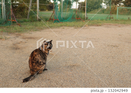 広場で遊ぶさび猫 132042949