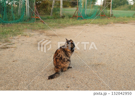 広場で遊ぶさび猫 広場で遊ぶさび猫 132042950