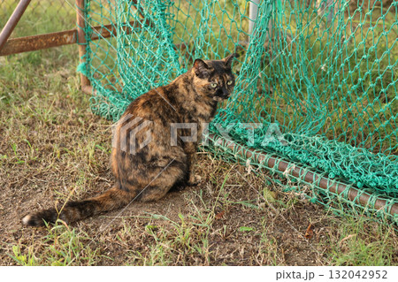 広場で遊ぶさび猫 広場で遊ぶさび猫 132042952