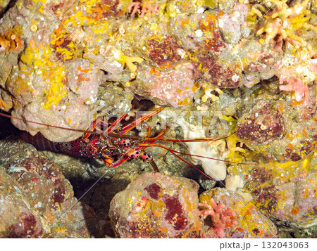 洞窟のイセエビ。静岡県伊豆半島南伊豆町中木ヒリゾ浜-2025年 132043063