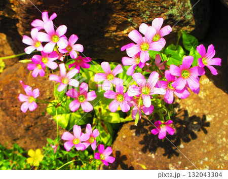 ムラサキカタバミの満開の花の風景 ムラサキカタバミの満開の花の風景 132043304