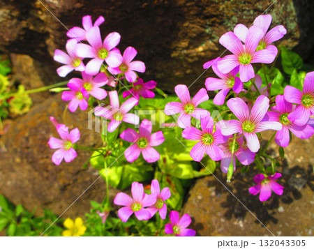ムラサキカタバミの満開の花の風景 ムラサキカタバミの満開の花の風景 132043305
