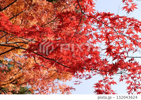 青空と紅葉 秋イメージ 132043624
