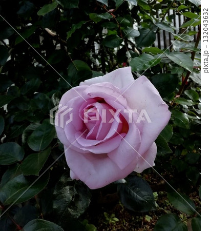 ブルームーン 132043632