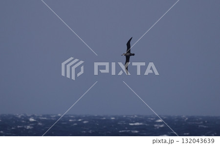 外洋を飛ぶクロアシアホウドリ 132043639
