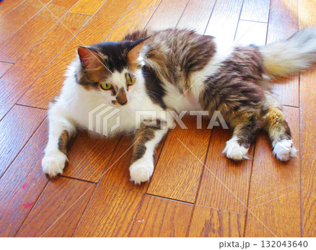 縞三毛猫のかわいらしい姿 132043640