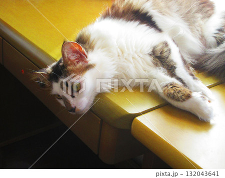 縞三毛猫のかわいらしい姿 132043641