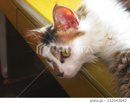 縞三毛猫のかわいらしい姿 132043642