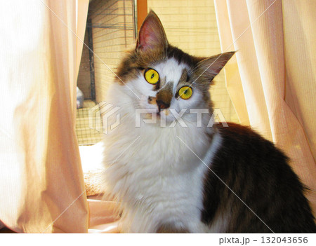 縞三毛猫のかわいらしい姿 縞三毛猫のかわいらしい姿 132043656