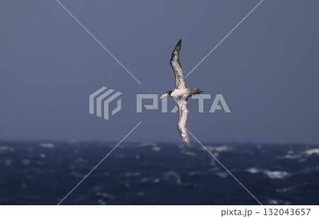外洋を飛ぶアホウドリの亜成鳥 外洋を飛ぶアホウドリの亜成鳥 132043657