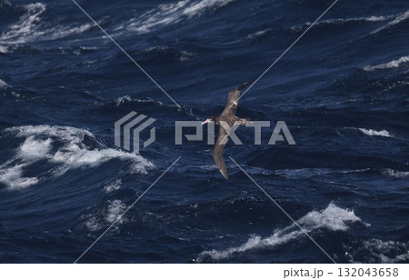 外洋を飛ぶアホウドリの亜成鳥 132043658