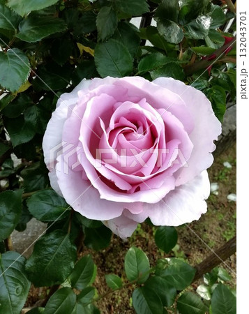 ブルームーン 132043701