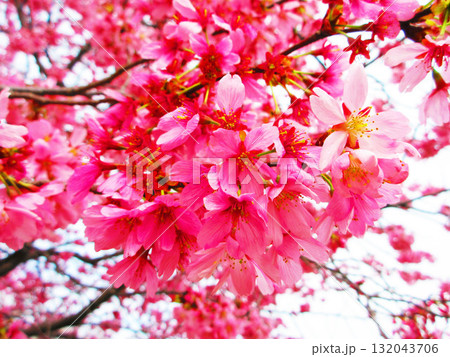 修善寺寒桜のきれいな風景 132043706