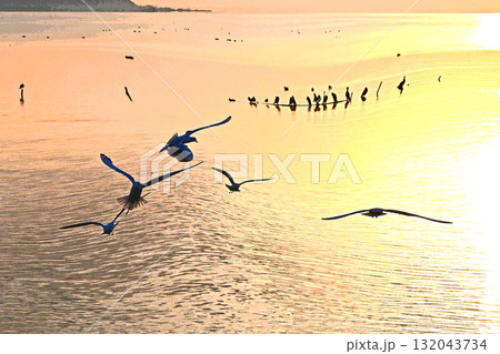 水鳥の戯れる霞ケ浦の初日の出 132043734