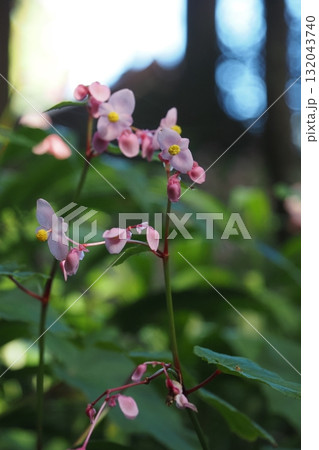 杉木立の中に咲く秋海棠の花 132043740