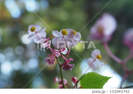 秋海棠の花を見上げる 秋海棠の花を見上げる 132043742