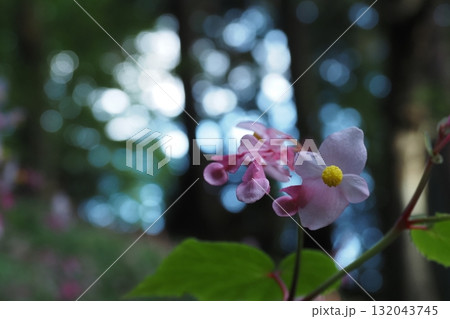 杉木立に咲く秋海棠の花 132043745