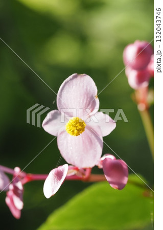 秋海棠の雄花のアップ 132043746