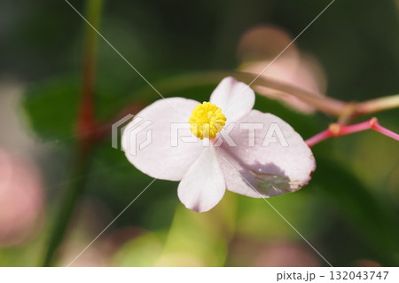 秋海棠の雄花のアップ 132043747