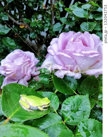 ブルームーン 132043753