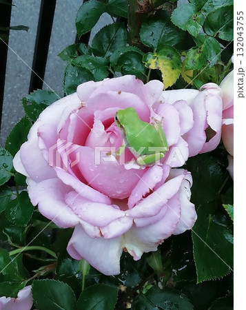 ブルームーン 132043755