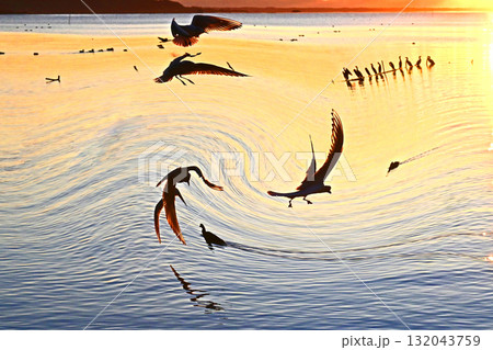 白鳥の戯れる霞ケ浦の初日の出 白鳥の戯れる霞ケ浦の初日の出 132043759
