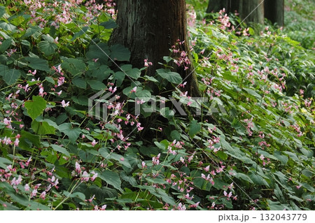 杉木立の中に咲く秋海棠の花 132043779