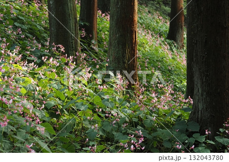 杉木立の中に咲く秋海棠の花 132043780