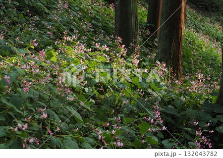 杉木立の中に咲く秋海棠の花 杉木立の中に咲く秋海棠の花 132043782