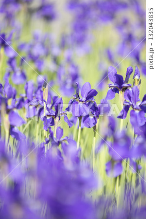春の陽光を浴びる紫色のアヤメ 132043835