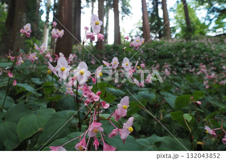 杉木立の中に咲く秋海棠の花 杉木立の中に咲く秋海棠の花 132043852