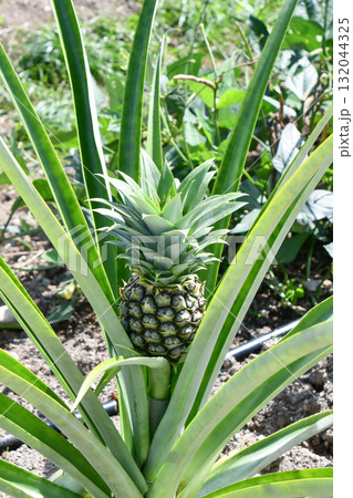 パイナップル　Pineapple 132044325