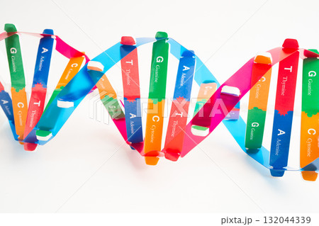 DNA or Deoxyribonucleic acid is a double helix chains structure formed by base pairs attached to a sugar phosphate backbone. DNA or Deoxyribonucleic acid is a double helix chains structure formed by base pairs attached to a sugar phosphate backbone. 132044339