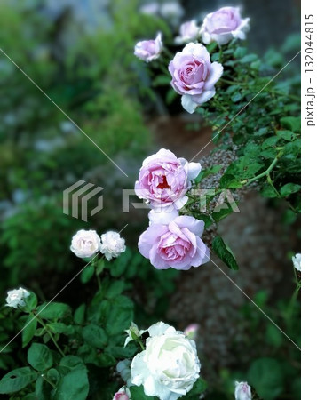 ブルームーン ブルームーン 132044815