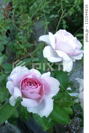 ブルームーン 132044816