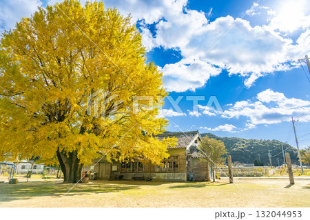三重県南伊勢町　黄金色に輝く河内の大銀杏 132044953