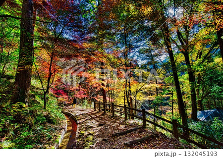 秋になると山深い渓谷は紅葉で色とりどりに染まります 132045193