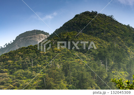 青空と新緑　西部林道地域　世界自然遺産屋久島 132045309
