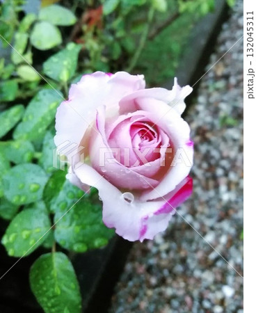 ブルームーン 132045311