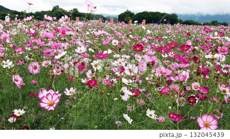 藤原京跡のコスモス花園 藤原京跡のコスモス花園 132045439