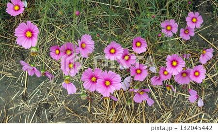 藤原京跡のコスモス花園 藤原京跡のコスモス花園 132045442