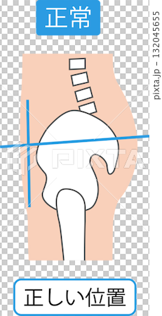 正しい姿勢　骨盤 132045655