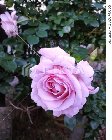 ブルームーン 132046055