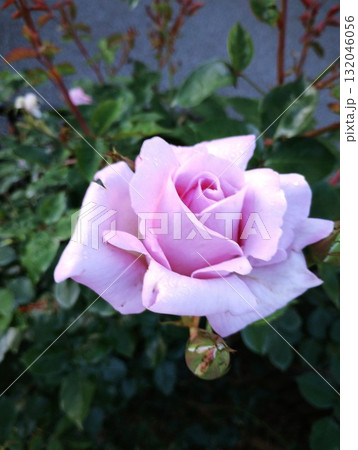 ブルームーン 132046056