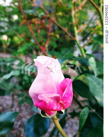 ブルームーン 132046062