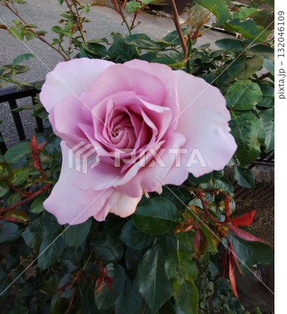 ブルームーン 132046109